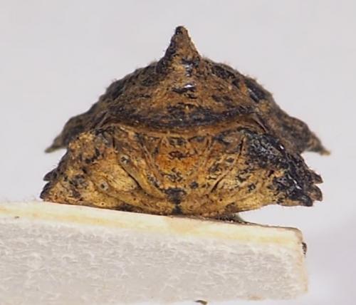 Cyrtocoris egeris